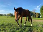 2 jarige ruin te koop, Gechipt, Ruin, 0 tot 2 jaar, 170 tot 175 cm