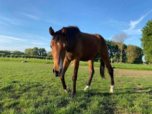 2 jarige ruin te koop, Dieren en Toebehoren, Paarden, Ruin, 170 tot 175 cm, 0 tot 2 jaar, Recreatiepaard, Met stamboom, Gechipt