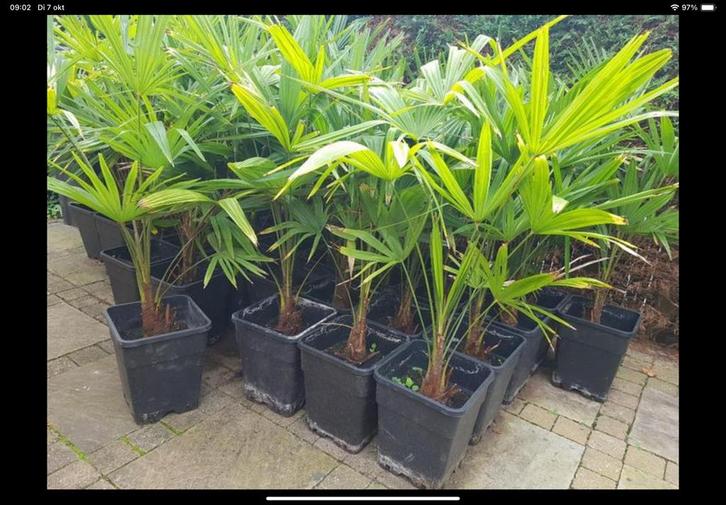 Palmplanten, Tuin en Terras, Planten | Tuinplanten, Ophalen