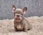 Franse bulldog, België, Fokker | Hobbymatig, CDV (hondenziekte), 8 tot 15 weken