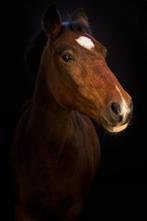 C pony, Dieren en Toebehoren, Merrie, Gechipt, Niet van toepassing, Springpony