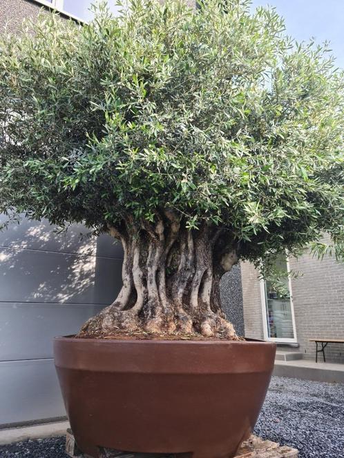 Olijfboom Olea Europaea bonsai in decopot, Jardin & Terrasse, Jardin & Terrasse Autre, Neuf, Enlèvement