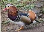 siereenden mandarijneend chilismient wintertaling, Dieren en Toebehoren, Pluimvee, Meerdere dieren, Eend