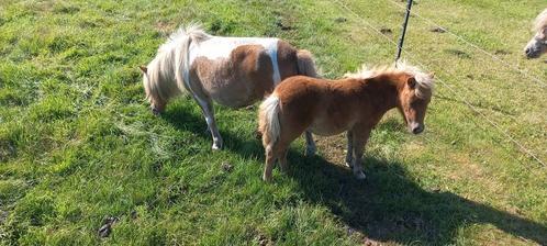 Mooie Bonte Merrie met Merrieveulen., Dieren en Toebehoren, Stalling en Weidegang