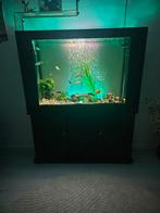 Aquarium met juwel bioflow M-filter + verwarming, Dieren en Toebehoren, Ophalen, Zo goed als nieuw