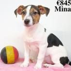 Jack Russell ''Mina'' & ''Ines'' - chiots à vendre (Belges), Animaux & Accessoires, Chiens | Jack Russell & Terriers, Parvovirose