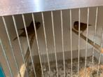 Bruine kanaries, Dieren en Toebehoren