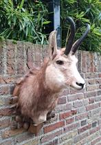 Opgezette kop gems taxidermie schedel gewei jacht hert hoorn, Ophalen, Zo goed als nieuw, Wild dier, Gewei of Kop
