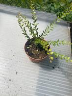 Loniceria nitida, Tuin en Terras, Planten | Struiken en Hagen, Ophalen