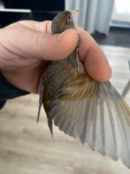 Kruising f1, Mannelijk, Wildzangvogel, Geringd