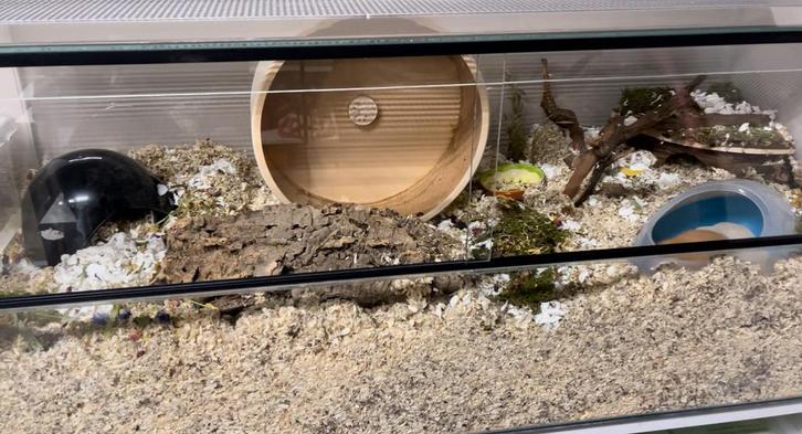 Hamster terrarium + materiaal 120x50x50, Dieren en Toebehoren, Knaagdieren en Konijnen | Hokken en Kooien, Zo goed als nieuw, Kooi