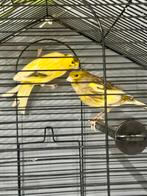 Couple canaris, Animaux & Accessoires, Oiseaux | Perruches & Perroquets