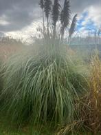 Graminées ornementales : élégras rouge, herbe de la pampa,, Enlèvement, Plante fixe, Graminées ornementales