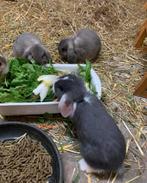 GRATIS 2 jonge dwergkonijnen, Dieren en Toebehoren, Konijnen, Meerdere dieren, Klein, Hangoor, 0 tot 2 jaar