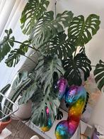 Monstera, Huis en Inrichting, Kamerplanten, Ophalen
