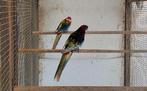 Mutatie rosella.barraband.strogeel.kakariki, Parkiet, Geringd
