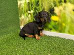 DwergTeckel pup - Gladharig - kleur Zwart en tan, CDV (hondenziekte), 8 tot 15 weken, België, Dwerg
