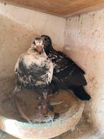 Pitrain duiven, Dieren en Toebehoren, Vogels | Duiven, Meerdere dieren, Postduif
