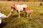 Shetlander + veulen, Dieren en Toebehoren, Paarden, Merrie, Zadelmak, Gechipt, 7 tot 10 jaar