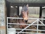 Merrie, Animaux & Accessoires, Chevaux, Jument, Moins de 160 cm, Vermifugé, 11 ans ou plus
