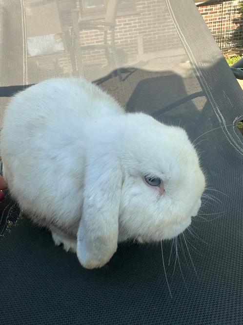 Minilop hangoor konijn ram, Dieren en Toebehoren, Konijnen, Mannelijk, 0 tot 2 jaar, Hangoor