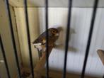 Harlekijn kanaries, Dieren en Toebehoren, Vogels | Kanaries