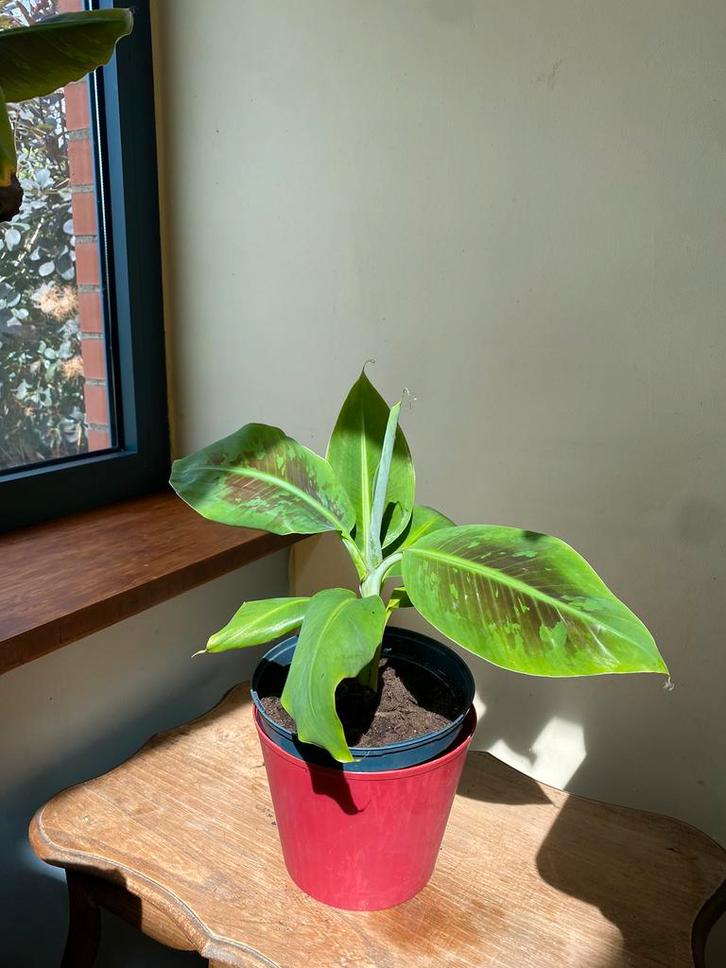 Bananier commun, Maison & Meubles, Plantes d'intérieur, Enlèvement