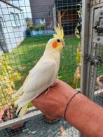 Jonge Handtamme valkparkiet, Dieren en Toebehoren, Vogels | Parkieten en Papegaaien