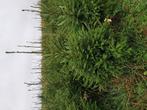 Sapins de Noël Epicéas sans pesticides 1,5 m - 1,8 m, Zo goed als nieuw