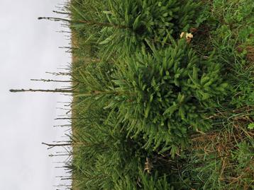 Sapins de Noël Epicéas sans pesticides 1,5 m - 1,8 m, Comme neuf