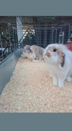 3 handtamme hangoor konijnen te koop!, Oreilles tombantes