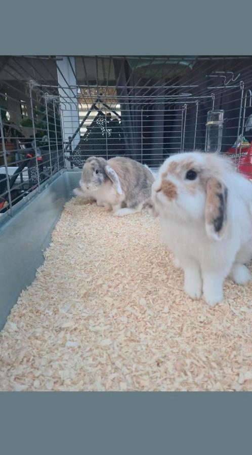 3 handtamme hangoor konijnen te koop!, Dieren en Toebehoren, Konijnen, Hangoor