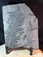 Grote fossiele varen op leisteen – 20  30 cm, Verzamelen, Ophalen of Verzenden, Fossiel