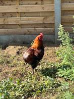 Araucana wildkleur haan, Dieren en Toebehoren, Mannelijk, Kip