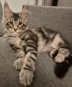 Maine coon kittens geboren in Brussel 26.06.2025., Dieren en Toebehoren, Kater, Gechipt, 0 tot 2 jaar