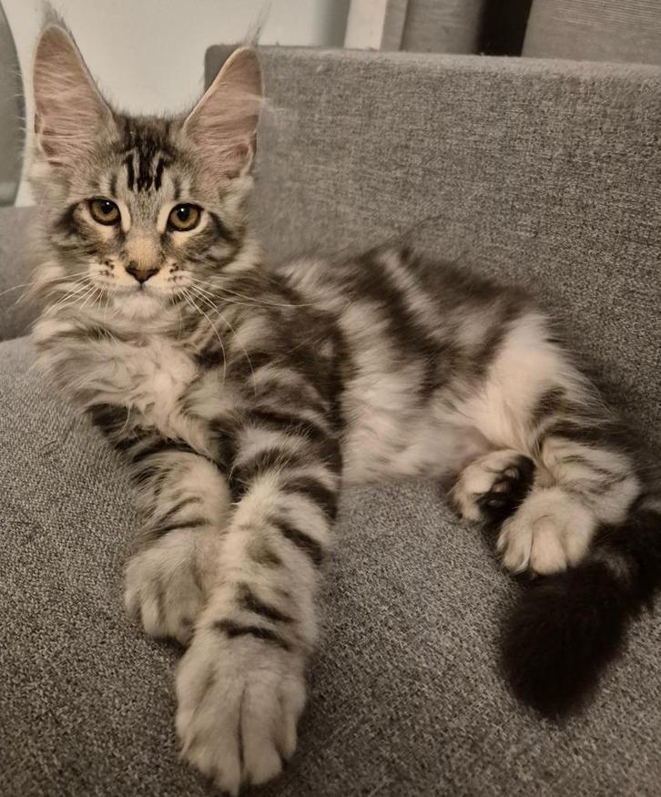 Maine coon kittens geboren in Brussel 26.06.2025., Dieren en Toebehoren, Katten en Kittens | Raskatten | Langhaar, Kater, 0 tot 2 jaar