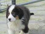 Australische herder puppy's reutjes, Berger, Plusieurs, Belgique, 8 à 15 semaines