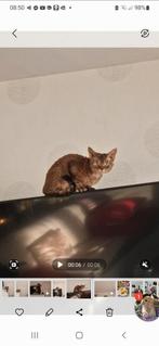 Devon Rex , niet te koop., Dieren en Toebehoren, 3 tot 5 jaar