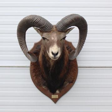 Grote opgezette KOP MOEFLON RAM op  houten schild (ref. D) beschikbaar voor biedingen