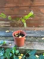 Plant de noyer, Jardin & Terrasse, Enlèvement, Noyer