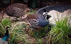 Intenco Californische kuifkwartel broedeieren, Dieren en Toebehoren, Vogels | Overige Vogels