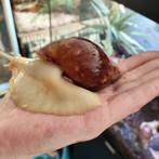 Afrikaanse reuze slakken/ agaatslak(Achatina Fulica), Dieren en Toebehoren, Januari, Meerdere dieren