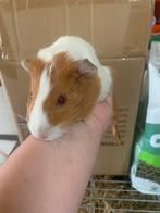 Mooi zeugje gladhaar, Cavia, Juni, Vrouwelijk, Tam