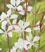 Wit Gaura Lindheimeri, Enlèvement, Été