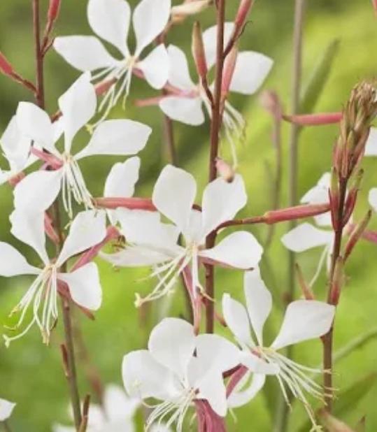 Wit Gaura Lindheimeri, Tuin en Terras, Planten | Tuinplanten, Zomer, Ophalen