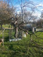 GRATIS te kappen fruitbomen, Tuin en Terras, Ophalen