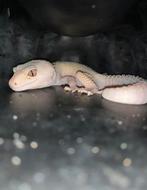 Luipaard gekko albino, Dieren en Toebehoren, Reptielen en Amfibieën