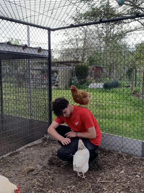 Opvang pluimvee, Dieren en Toebehoren, Pluimvee, Kip, Geslacht onbekend