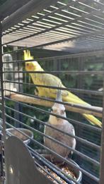 Koppel valkparkieten, Dieren en Toebehoren, Meerdere dieren, Parkiet