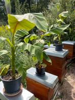 Nog enkele mooie bananen planten, Tuin en Terras, Planten | Tuinplanten, Ophalen